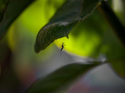 West Nile, il bilancio di fine estate